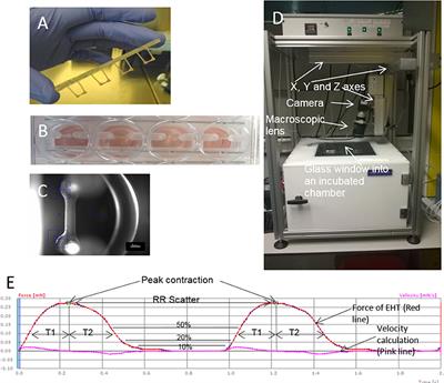 Natural Biomaterials for Cardiac Tissue Engineering: A Highly Biocompatible Solution